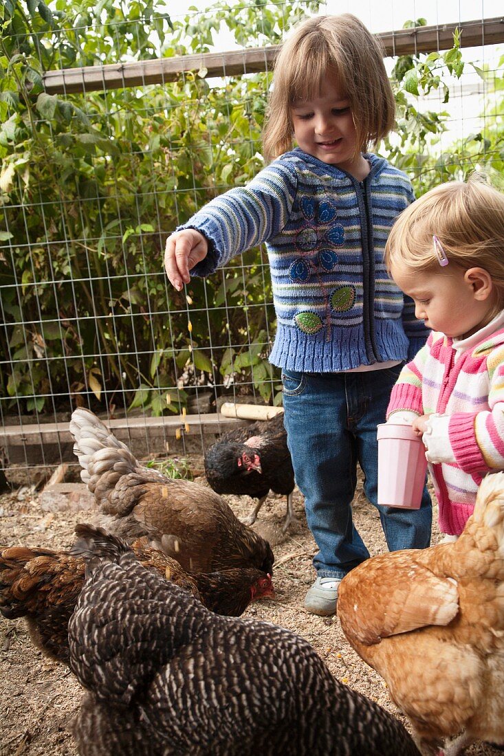 Zwei kleine Mädchen füttern Hühner
