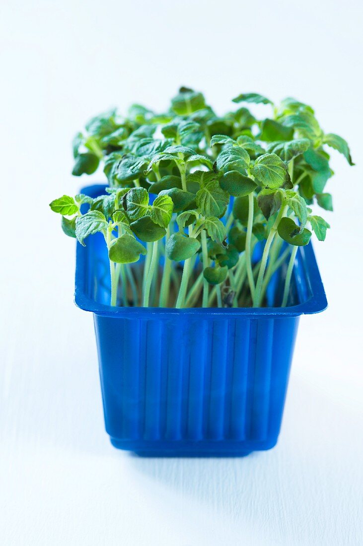 Fresh cress in a plastic punnet