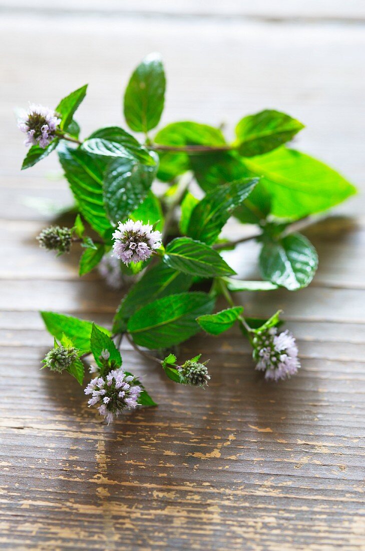 Fresh mint with flowers