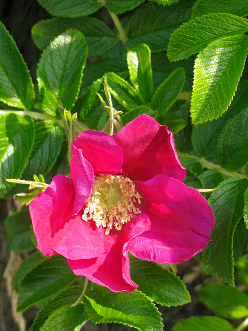 Wild rose bloom (close-up)