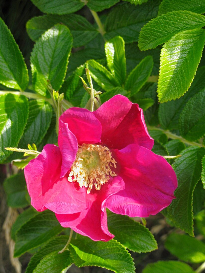 Wildrosenblüte (Close Up)