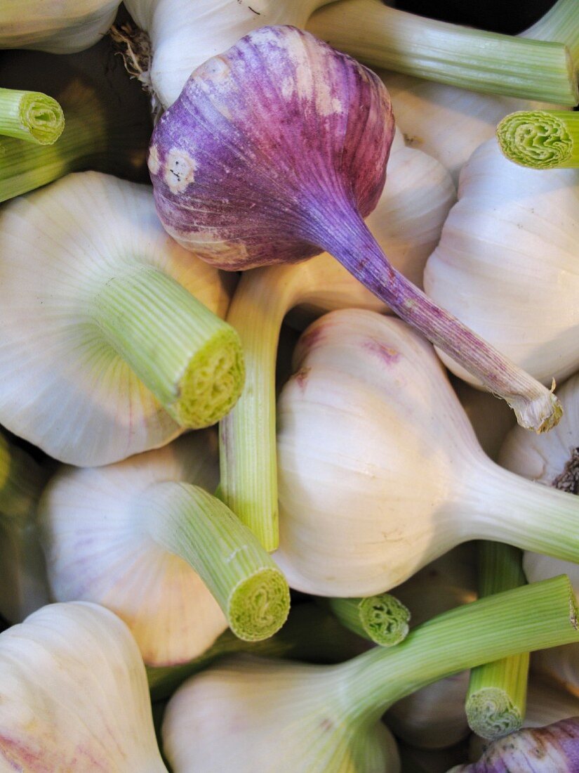 Many Fresh Garlic Bulbs