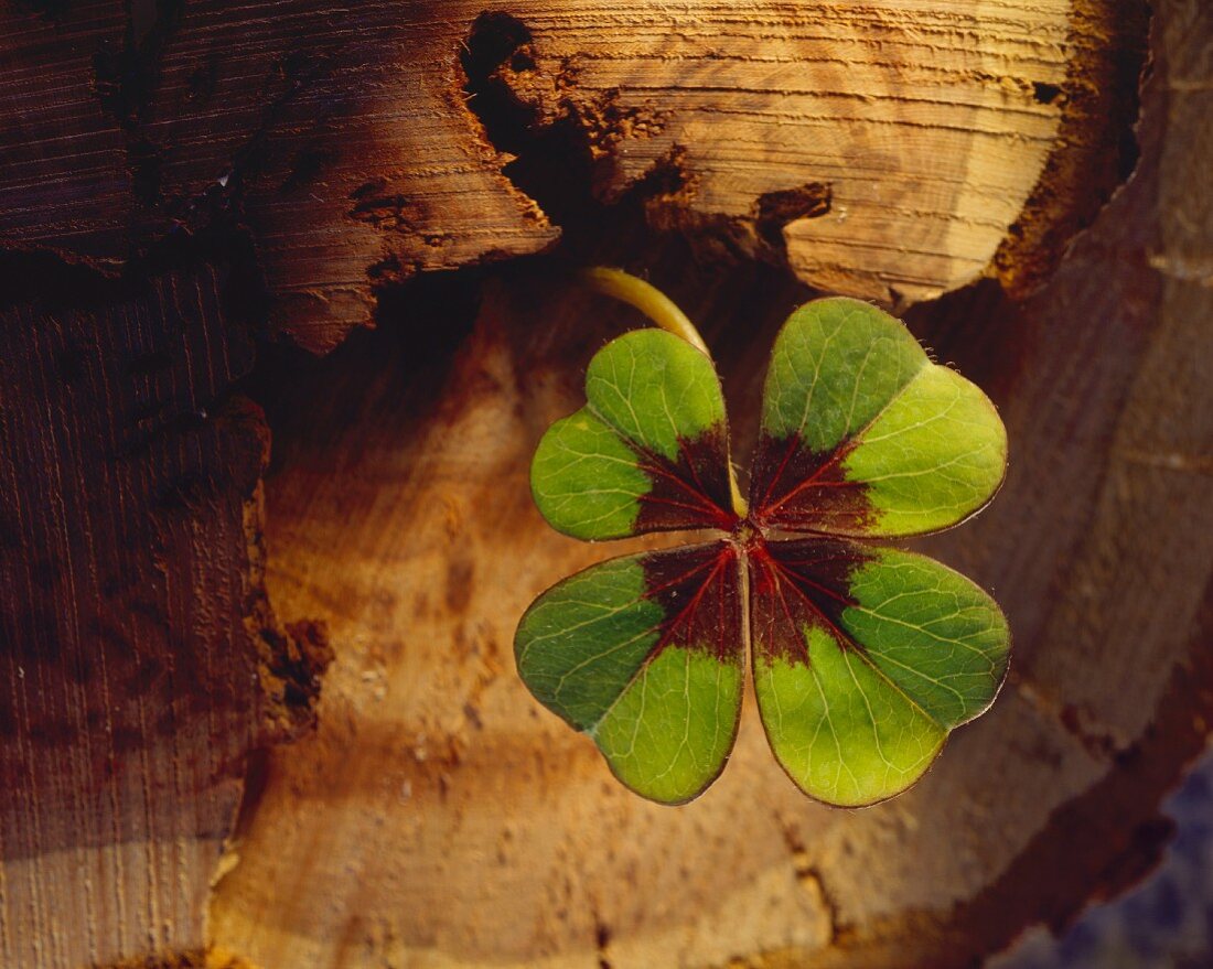 Glücksklee (Oxalis tetraphylla) an einem Baumstamm