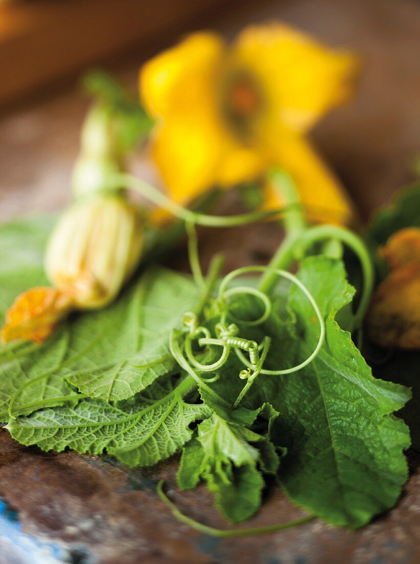 Zucchiniblüten mit Blättern