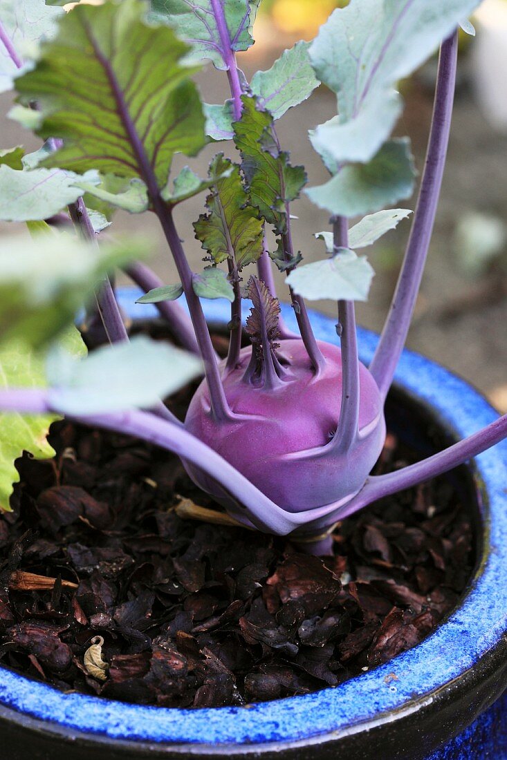 A kohlrabi plant with a growing bulb and energetic leaves in a blue ceramic pot filled with bark mulch and positioned in daylight