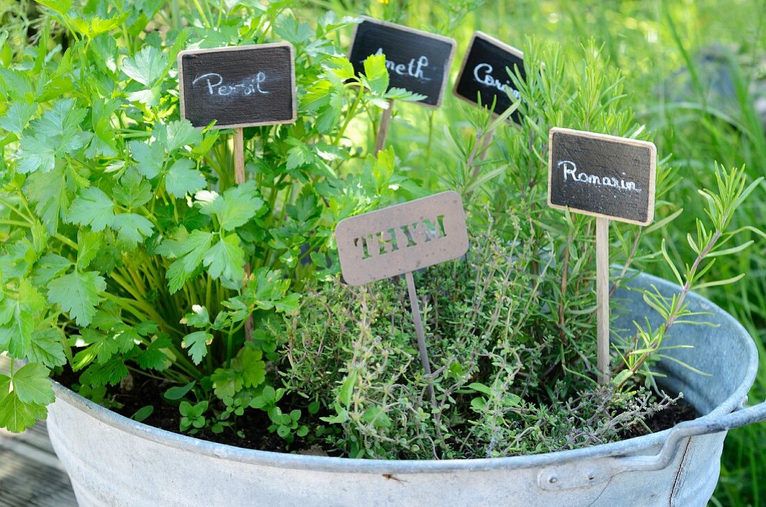 Herbs growing in a zinc tub