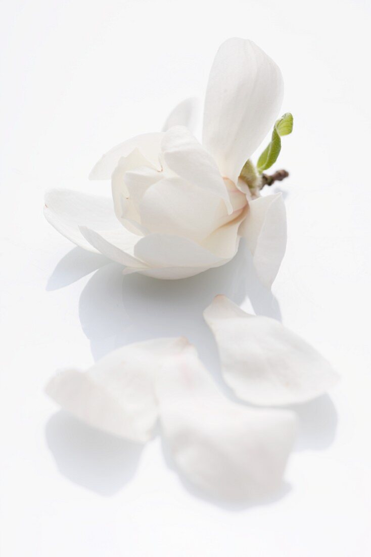 A magnolia flower on a white surface