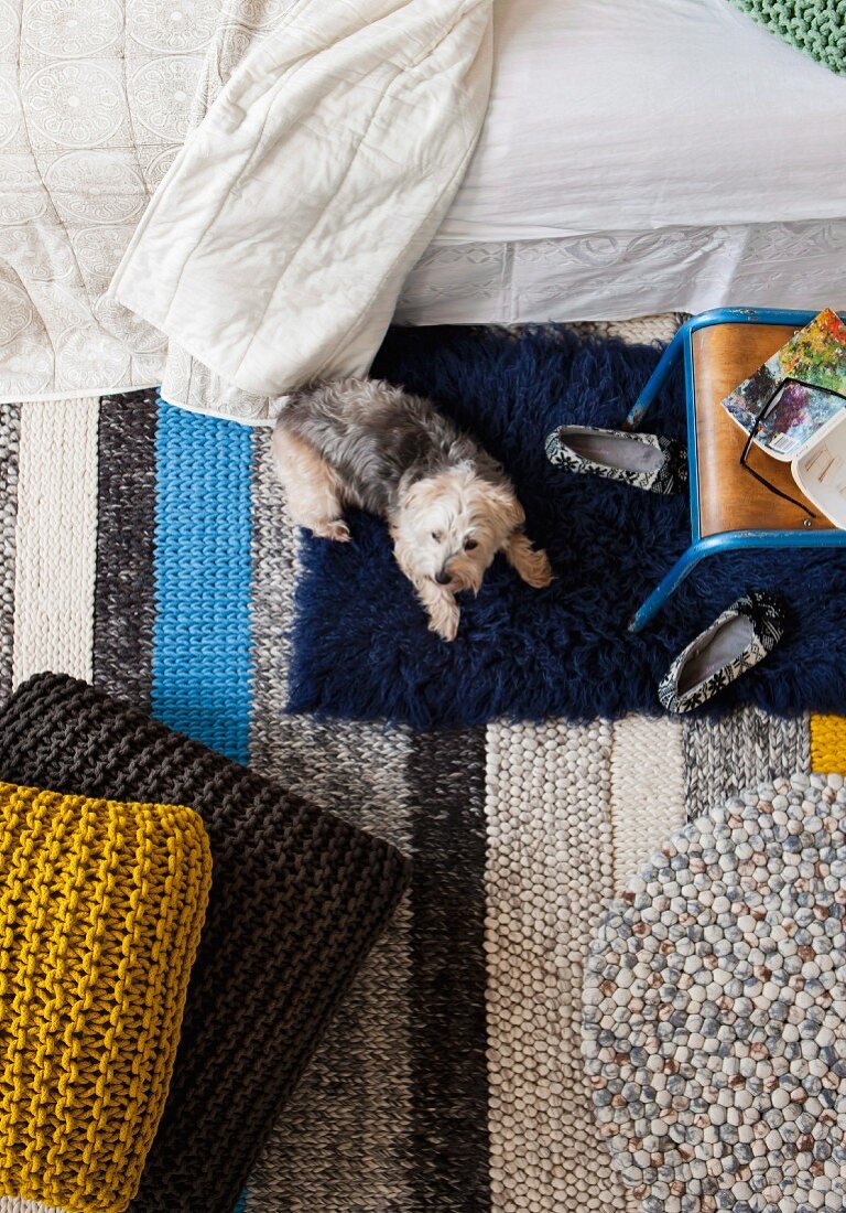 View from above of a small dog between floor pillows and a bed on a striped carpet