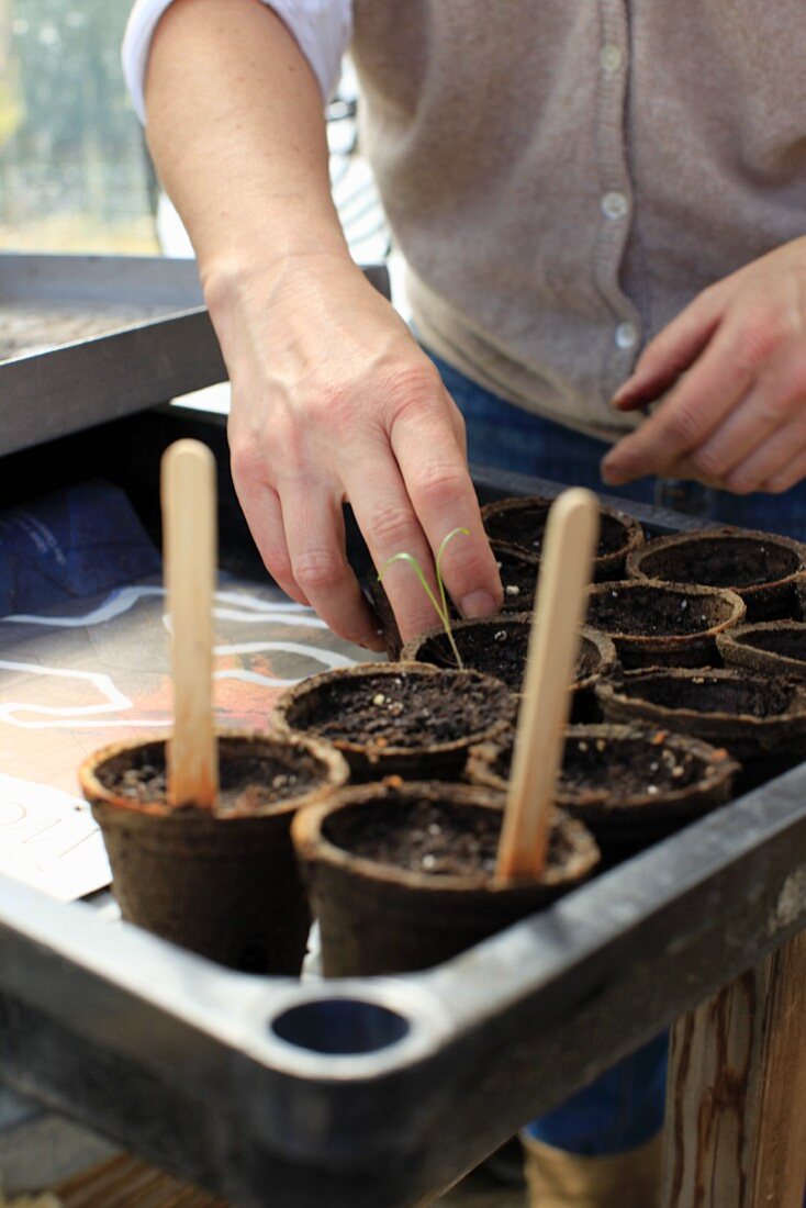 Small pots of compost and seeds