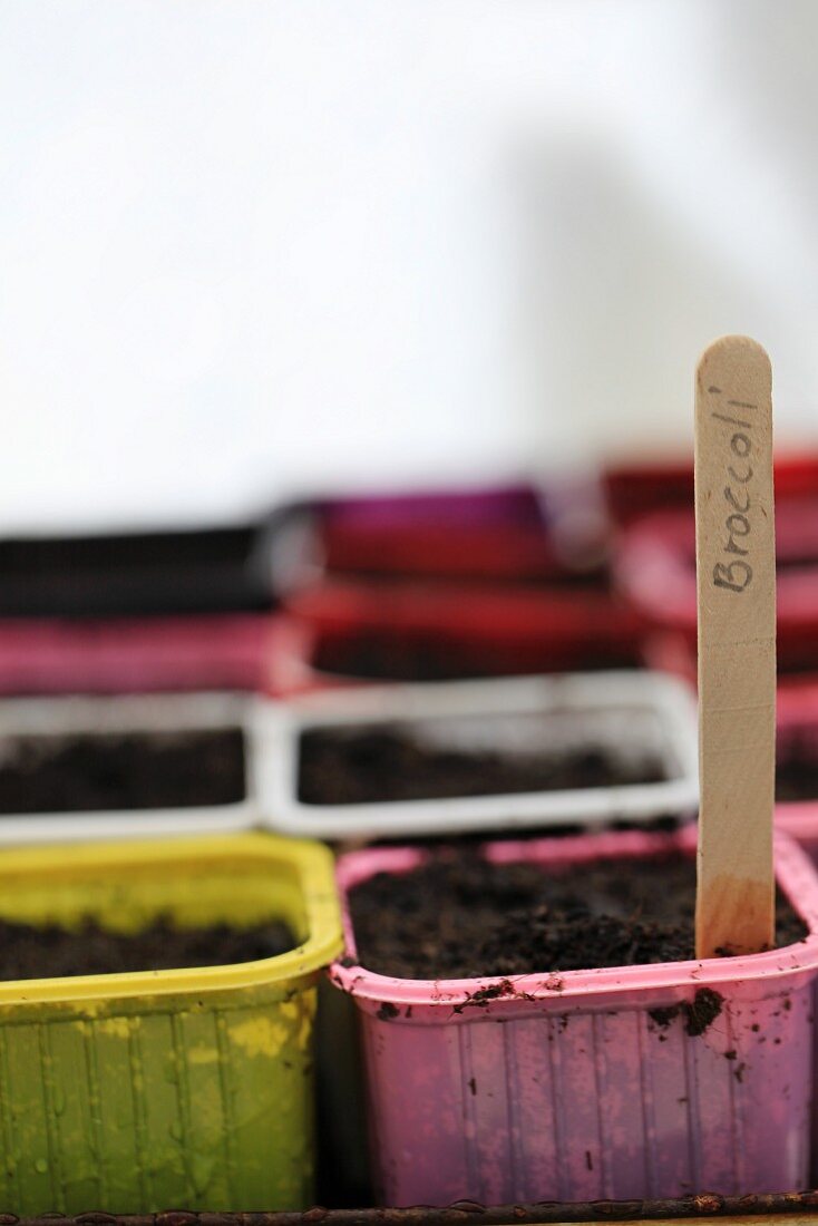 Seeds sown in labelled pots