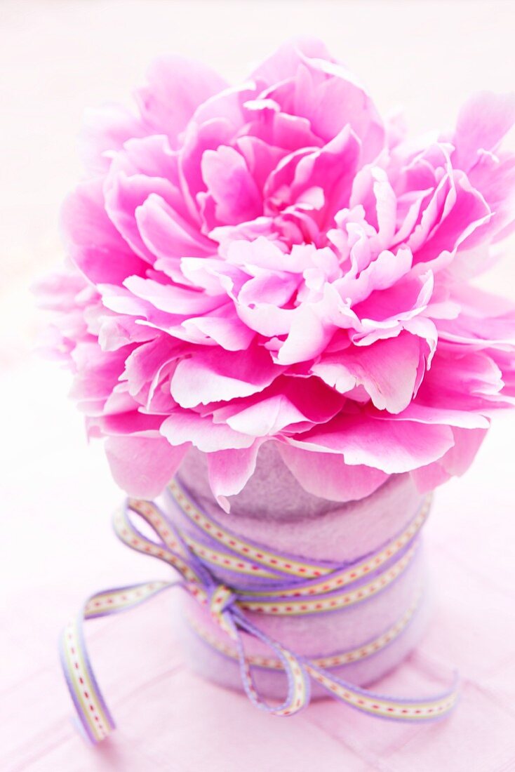 Peony in a container wrapped with felt and decorative ribbon