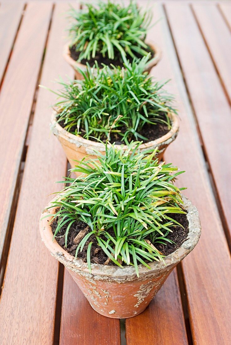 Mini Black Mondo Grass in clay pots on a wooden table