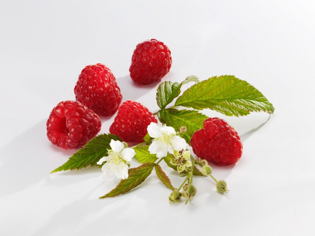 Fünf Himbeeren mit Blättern & Blüten vor weißem Hintergrund