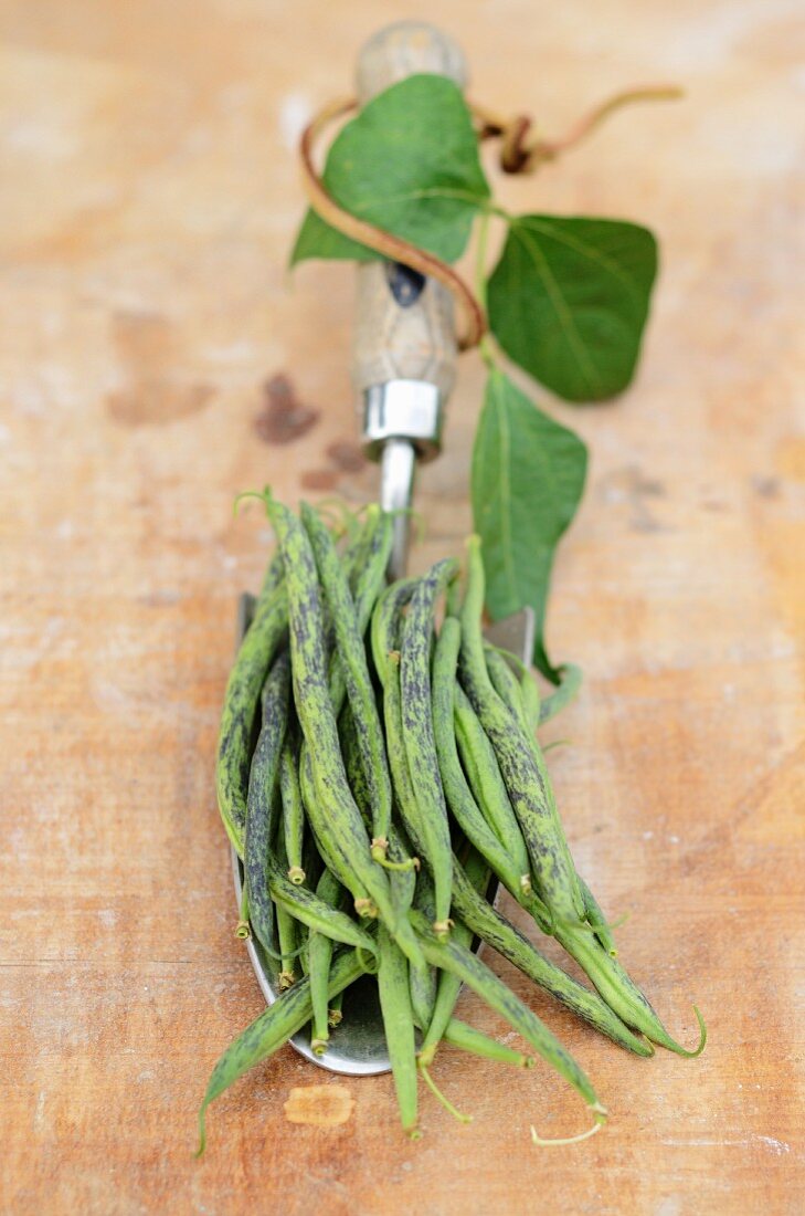 Green beans on a trowel