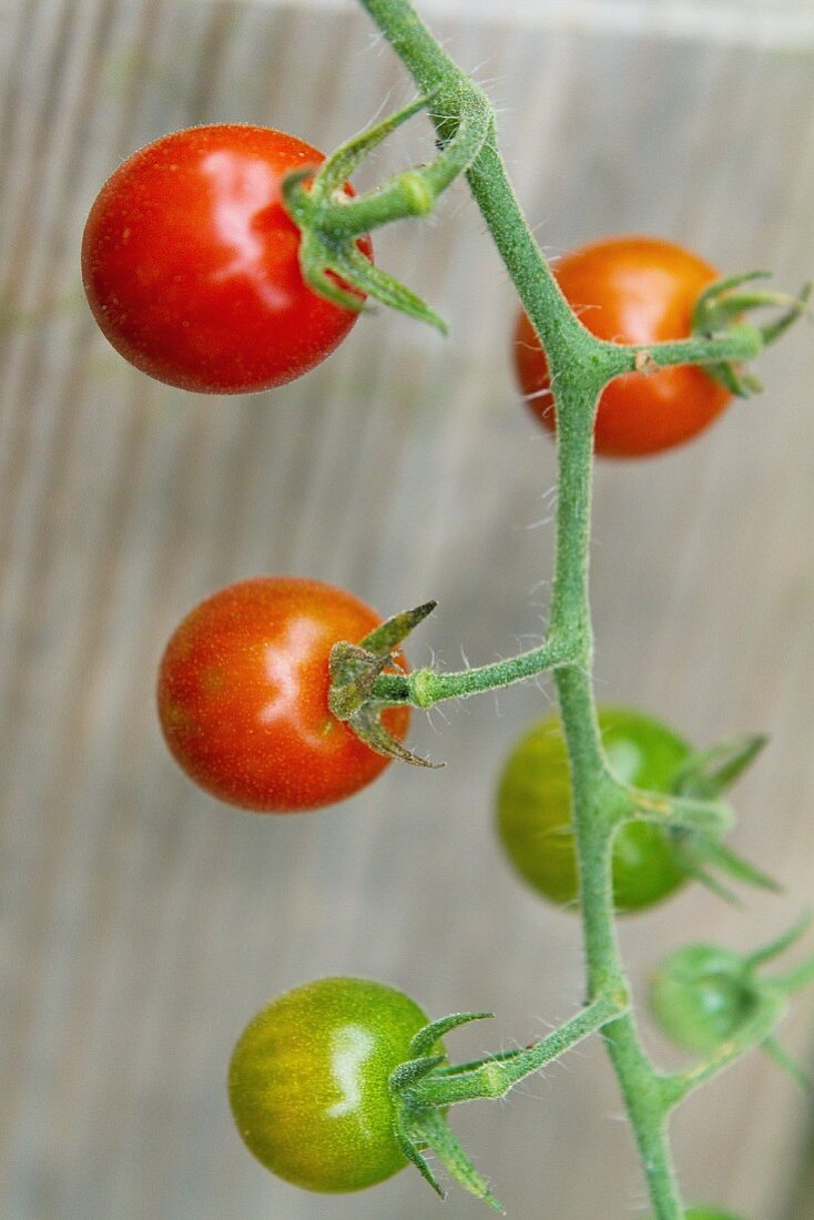 Tomaten