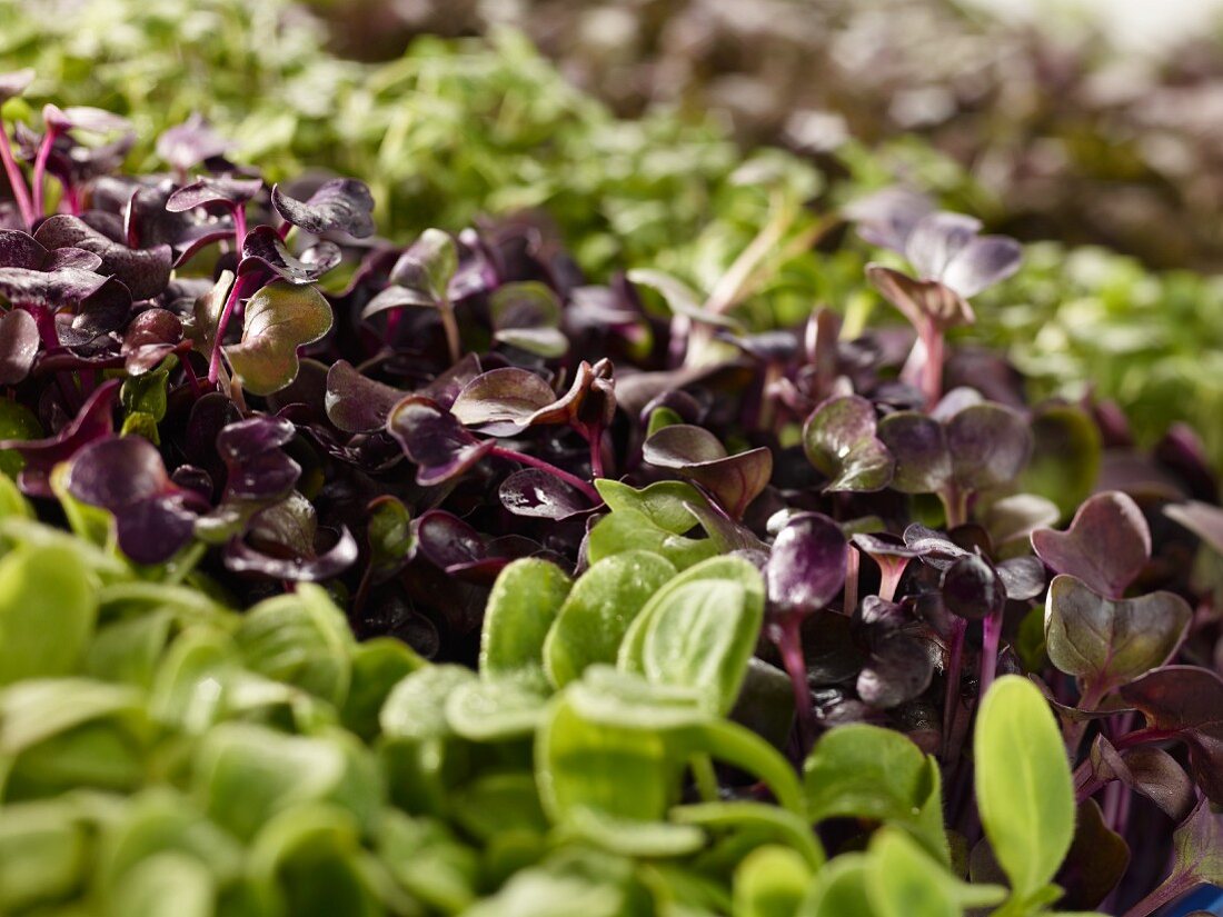 Fresh cress (close-up)