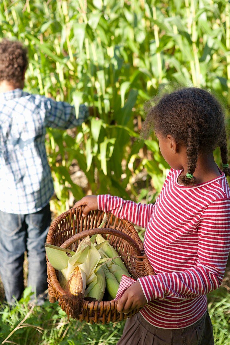 Children picking corn cobs