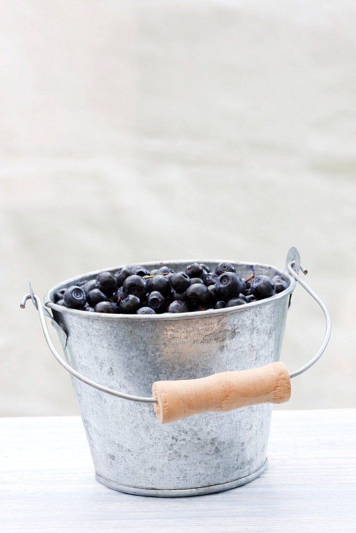 Fresh forest blueberries in an aluminium bucket