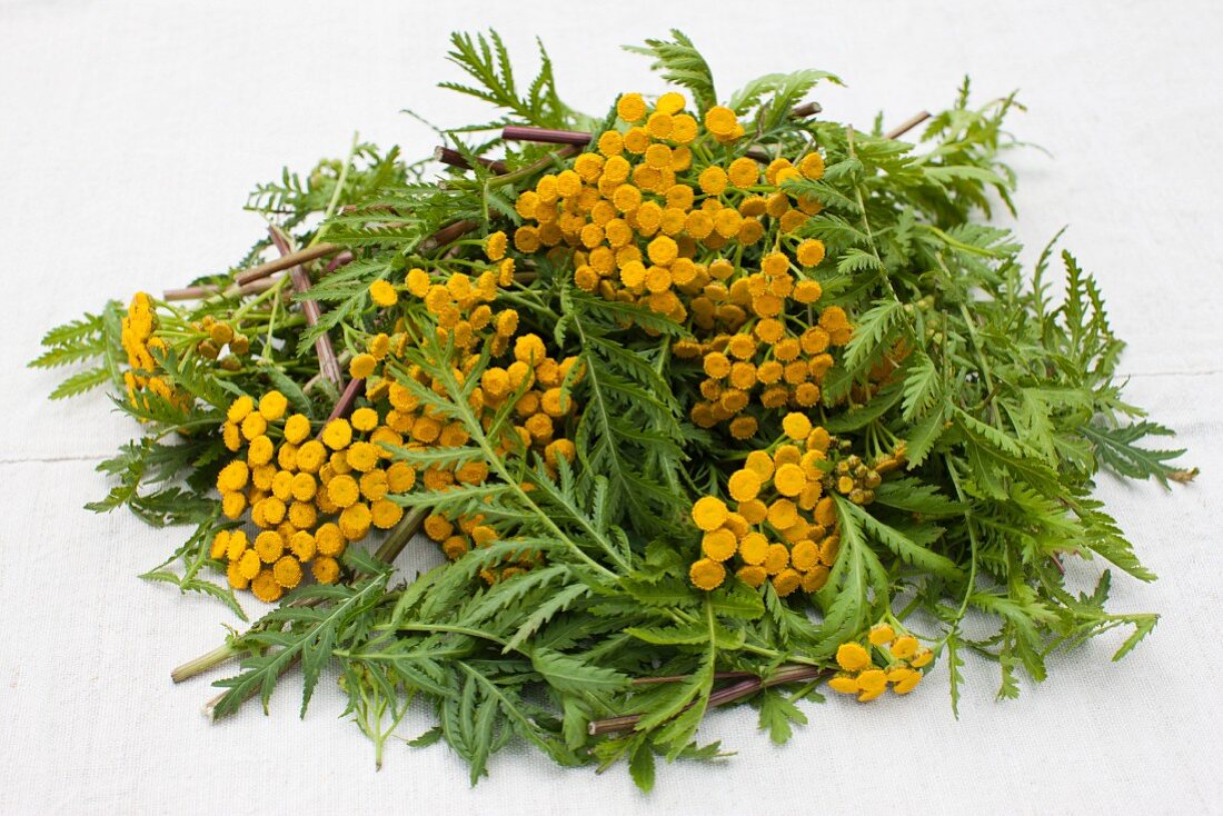 Tansy with flowers, chopped for broth