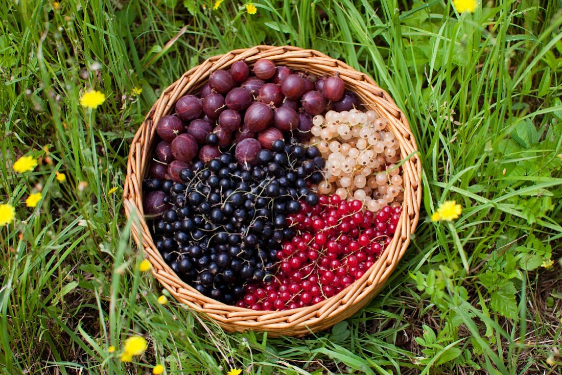 Johannisbeeren und Stachelbeeren im Korb auf Wiese