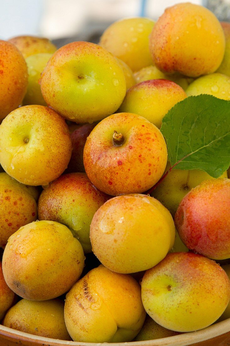 A bowl of fresh apricots