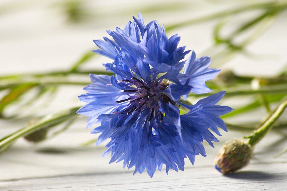 A cornflower (close-up)