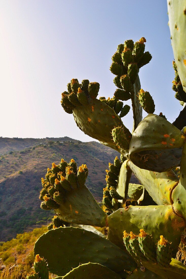 Cactus fruits