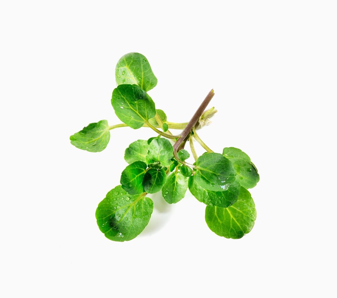 Fresh Bunch of Upland Cress on White Background