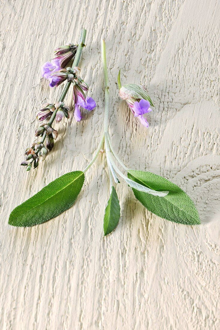 Sage flowers and leaves