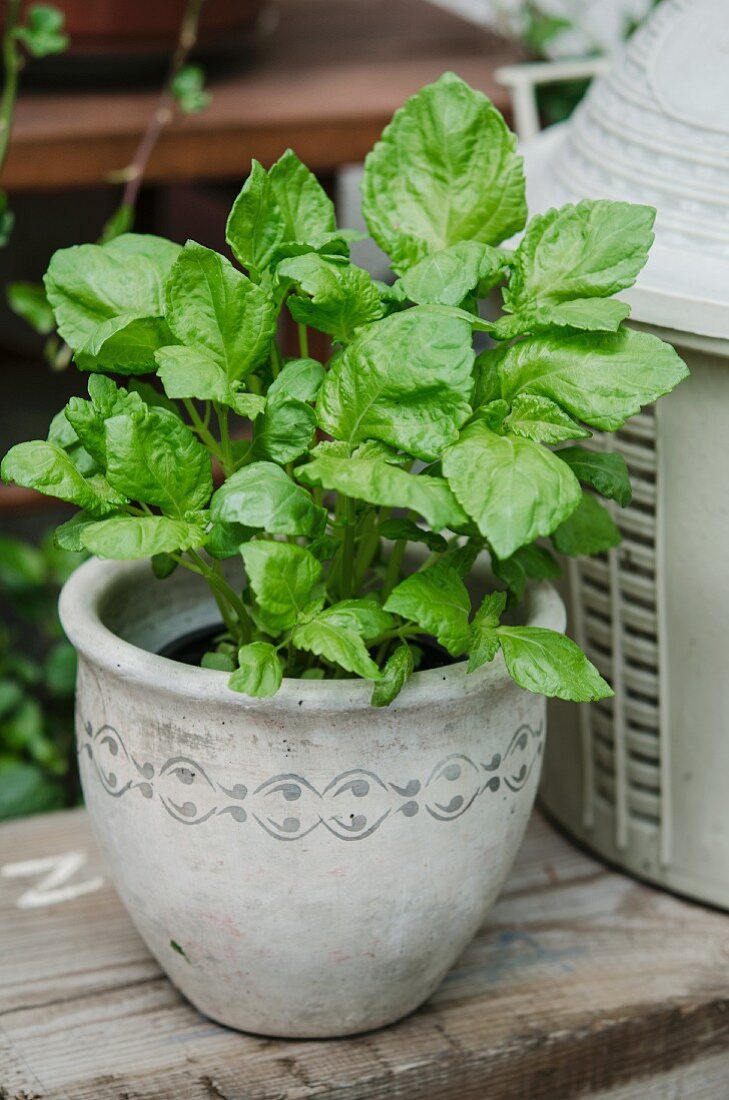 A young shiso plant in a pot