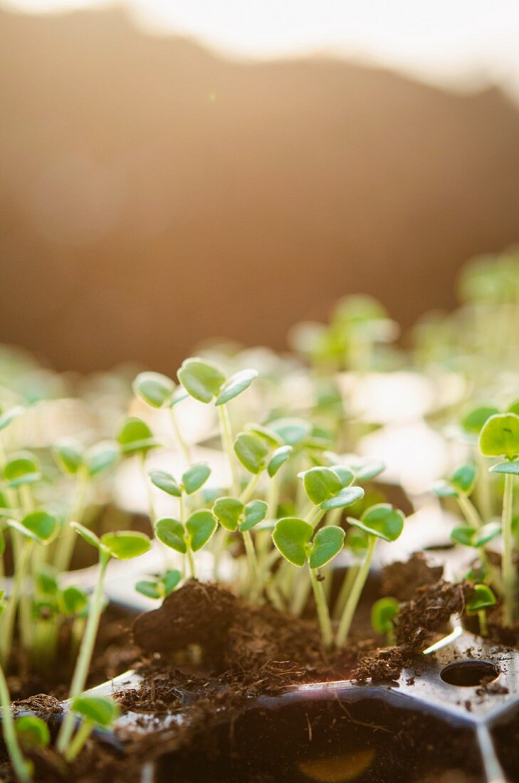 Plant shoots in seed tray