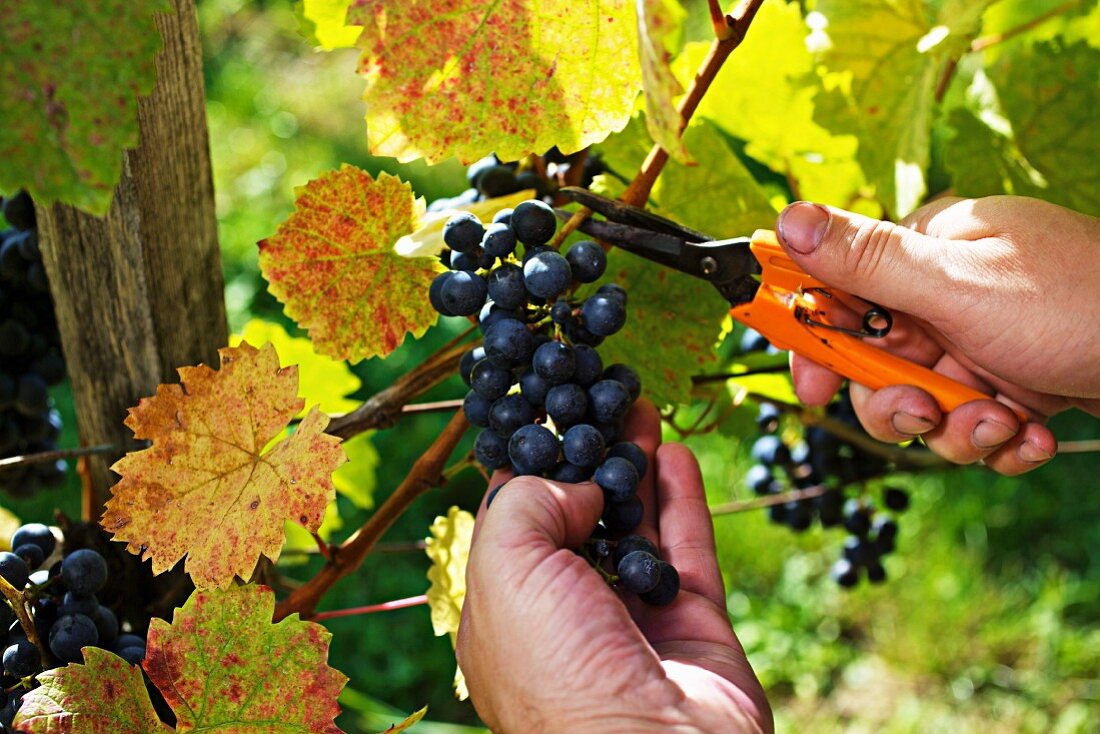 Blaufränkisch grapes being cut from the vine with shears