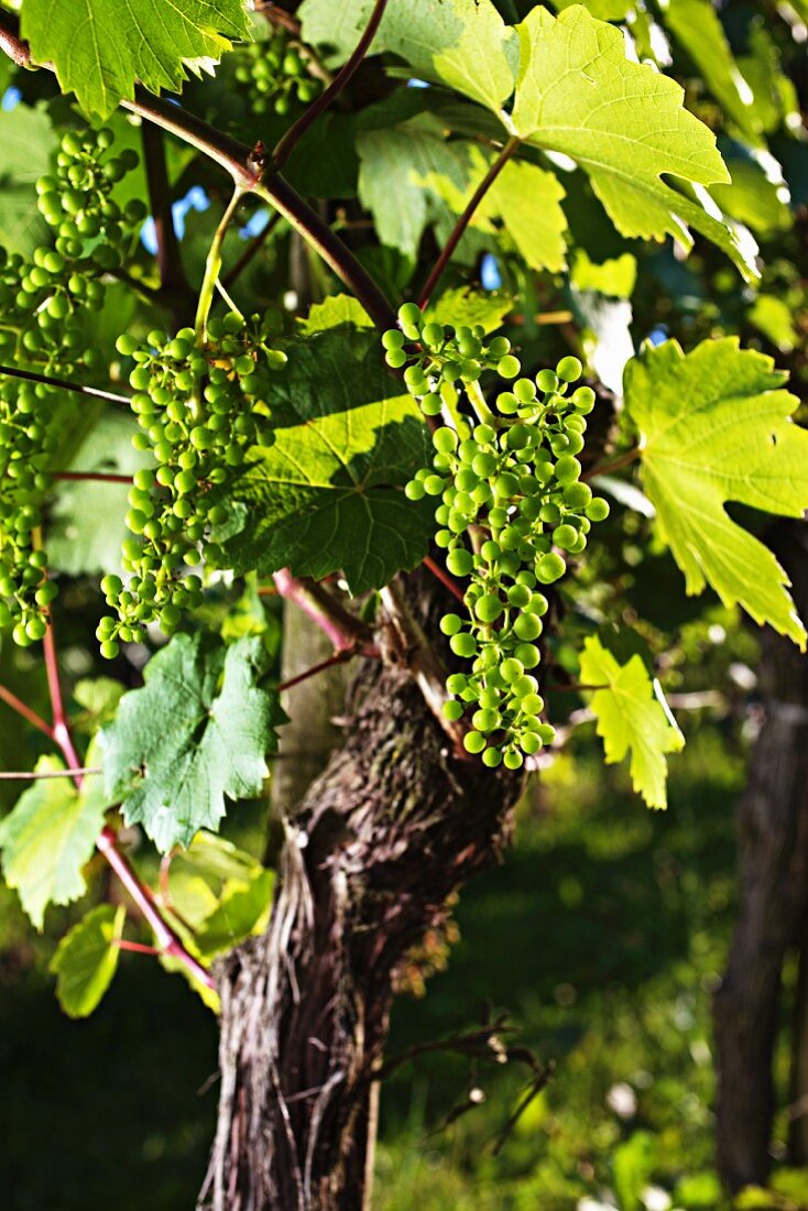 A vine with unripe grapes in early summer