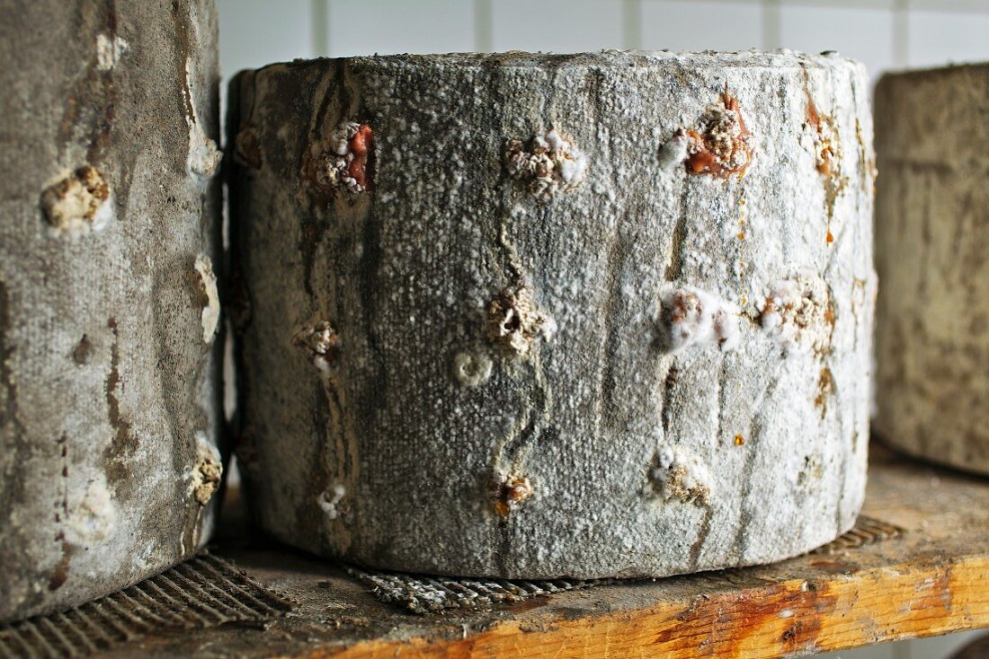 Goat's cheese with ash on a shelf in a ripening cellar (Austria)