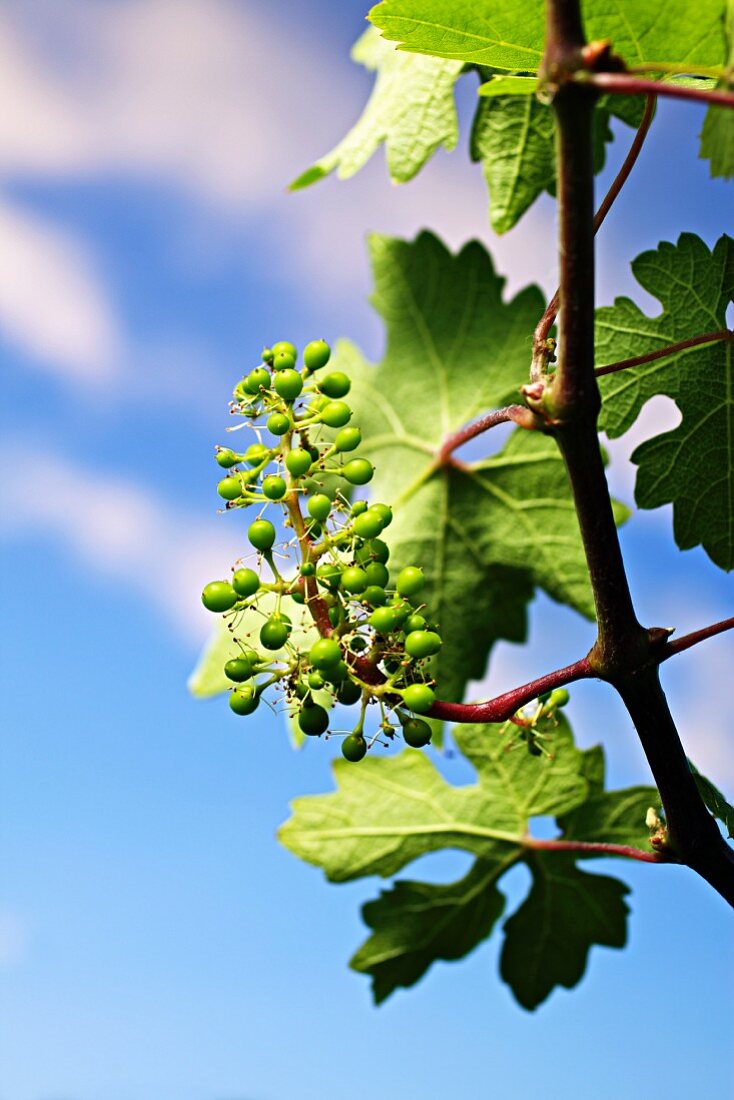 A vine in spring