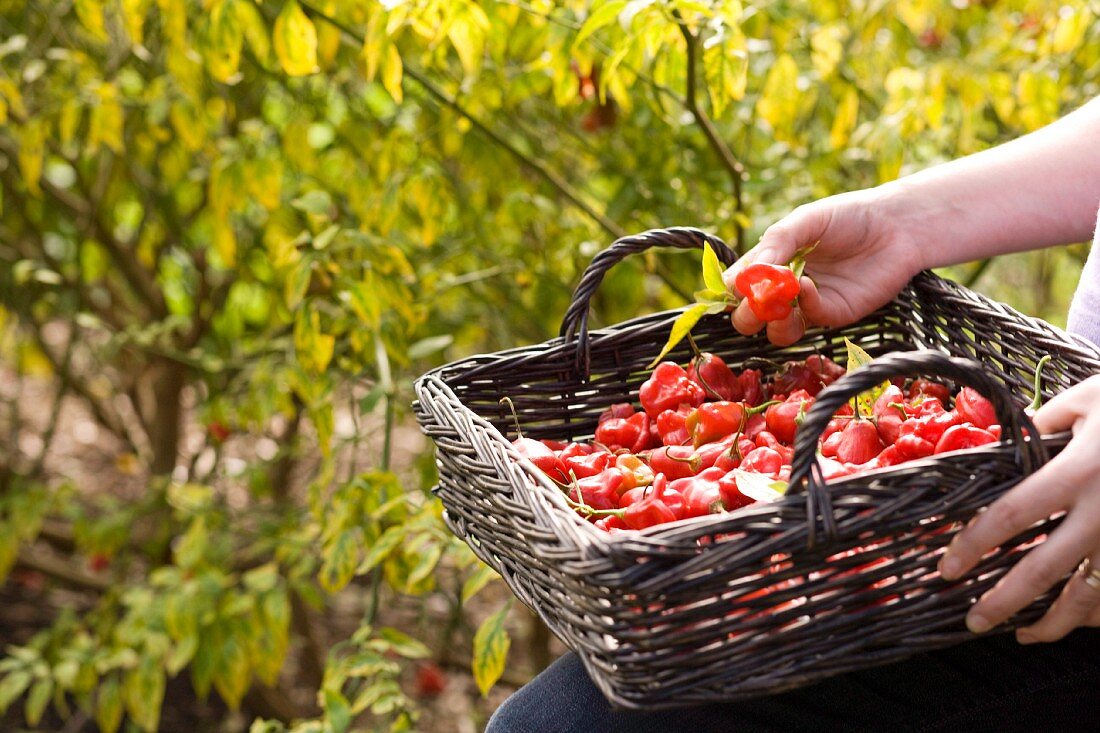 Freshly picked habanero chillies in square wicker basket held in hands and bathed in sunshine