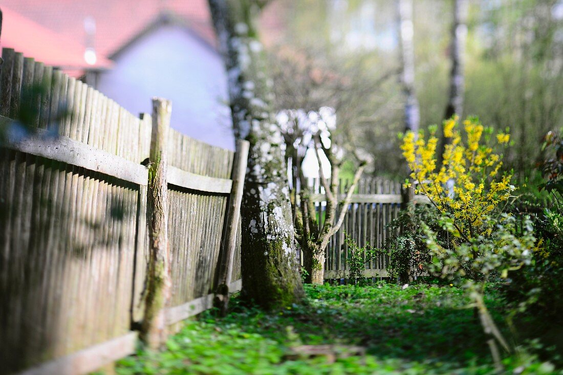 Tilt-shift-style photo of garden plot with wooden fence and birches