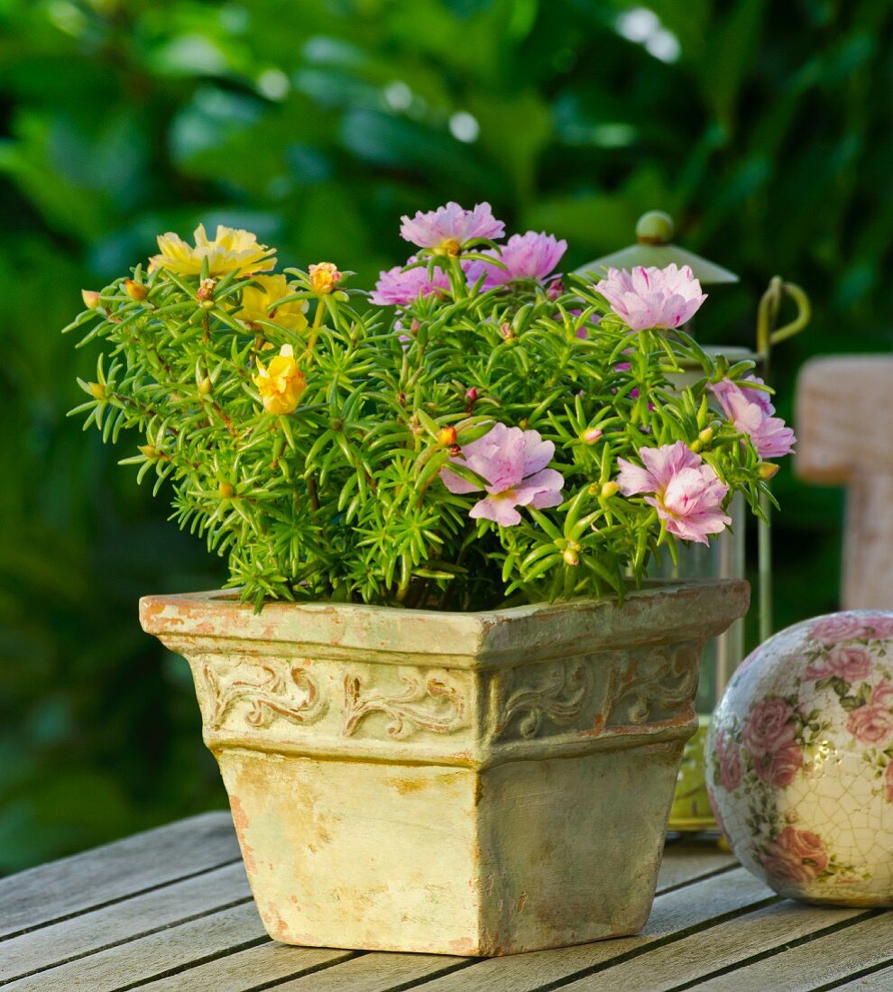 Blumentopf auf Gartentisch