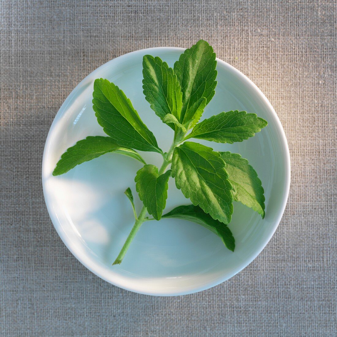 A sprig of stevia on a plate