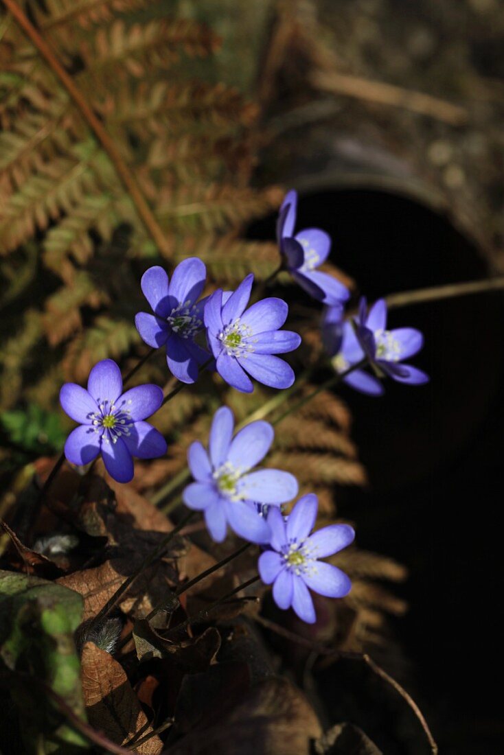 Liverwort (Hepatica nobilis)