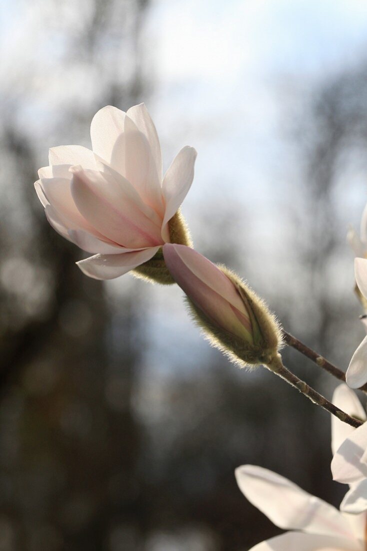 Blooming magnolia