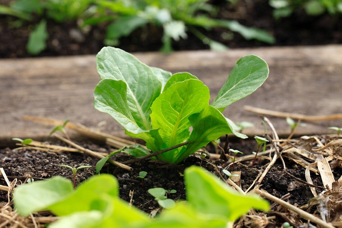 Romaine lettuce growing in the garden