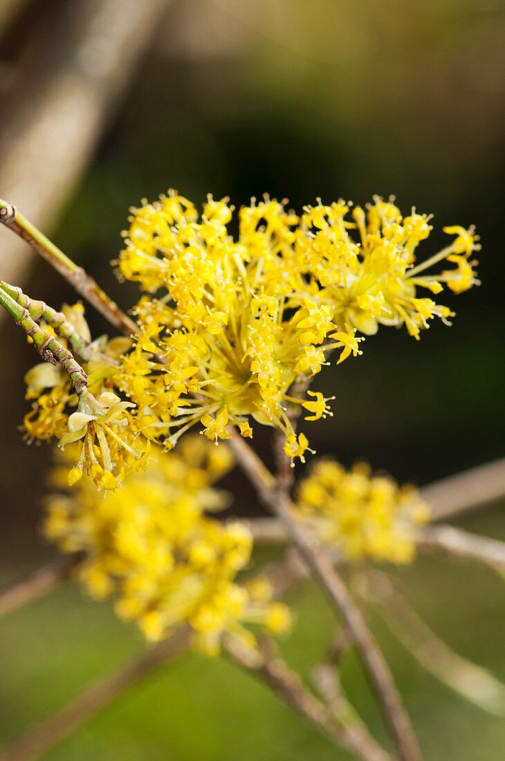 Blooming Cornelian cherry (Cornus Mas)