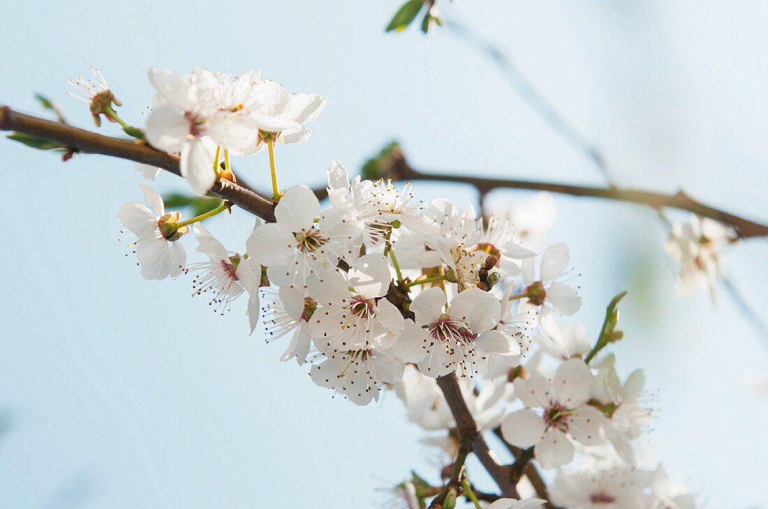 Wilde Pflaume: Zweig mit Blüten