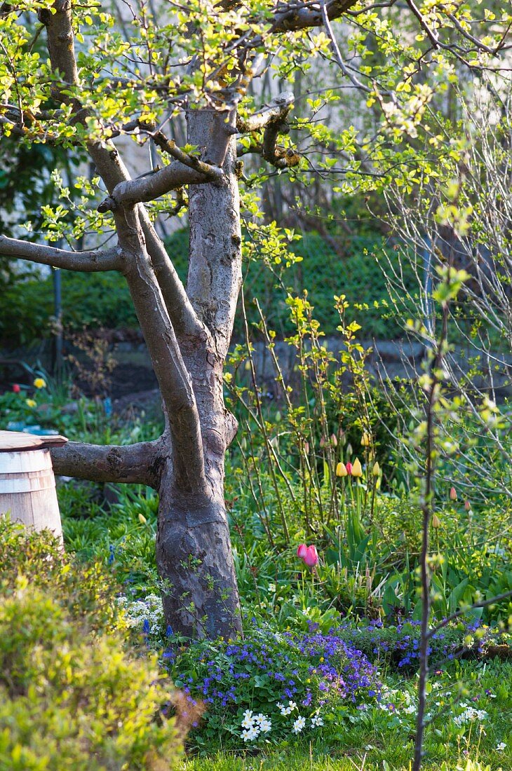 Tree with buds and leaves in a Spring garden