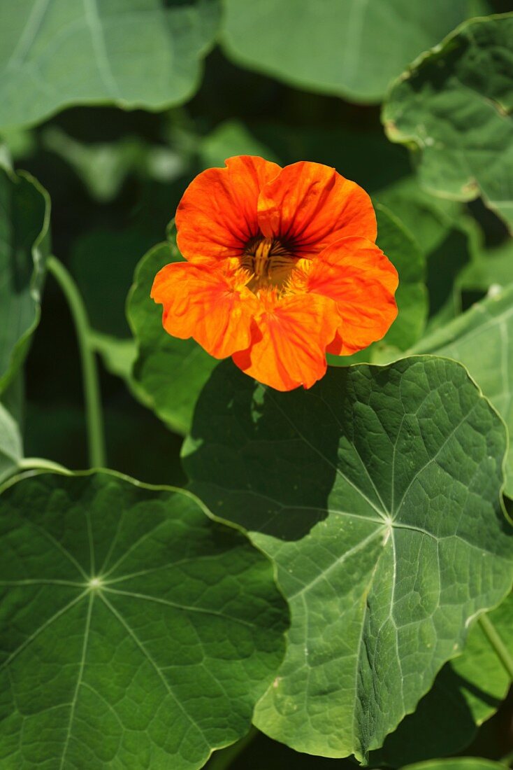 Nasturtium flower and leaves