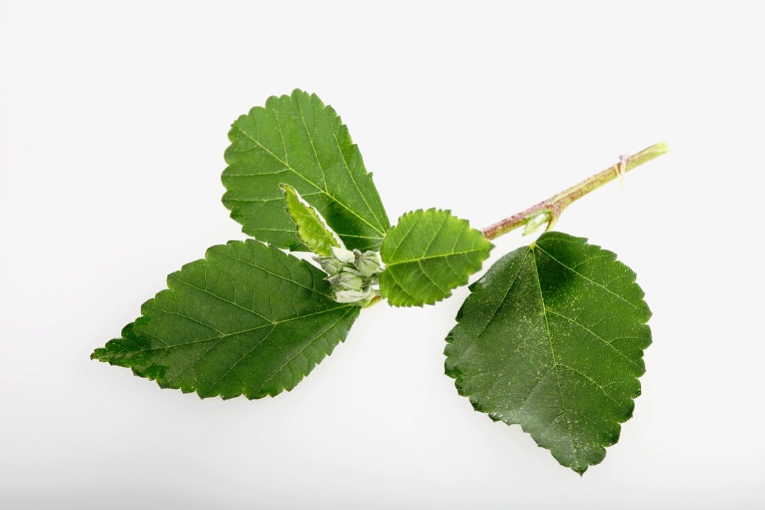 Heart-leaf sida or country mallow (Sida cordifolia)