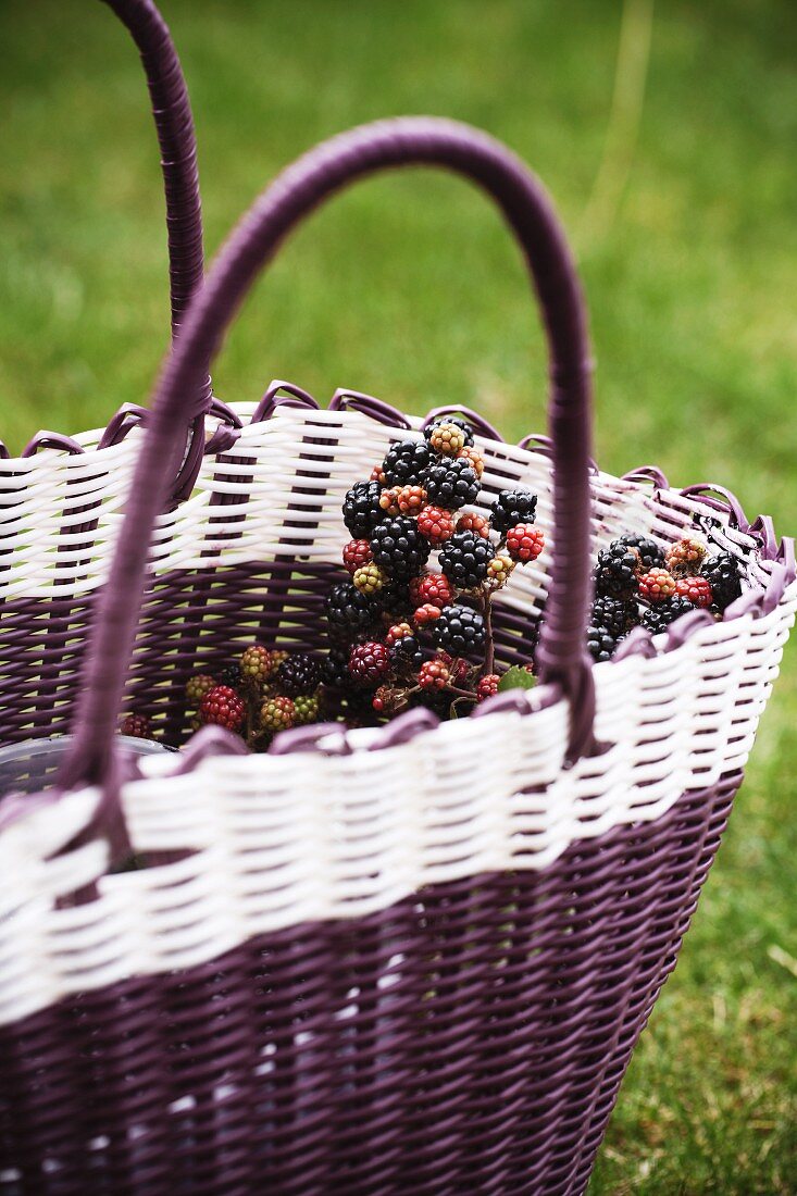 Wild blackberries in a basket in a field