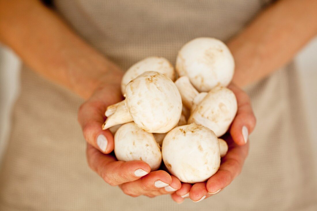 Frauenhände halten frische Champignons