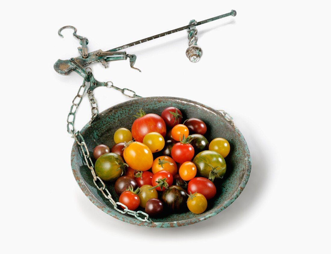 Wild tomatoes in a weighing dish